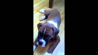 Mylo The Boxer Puppy's First Week Home - 8 Weeks