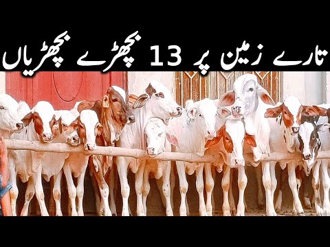 Cholistani Gulabi Ablk Nukre Bachre Near Luddan Cow Mandi || Global Village Farming