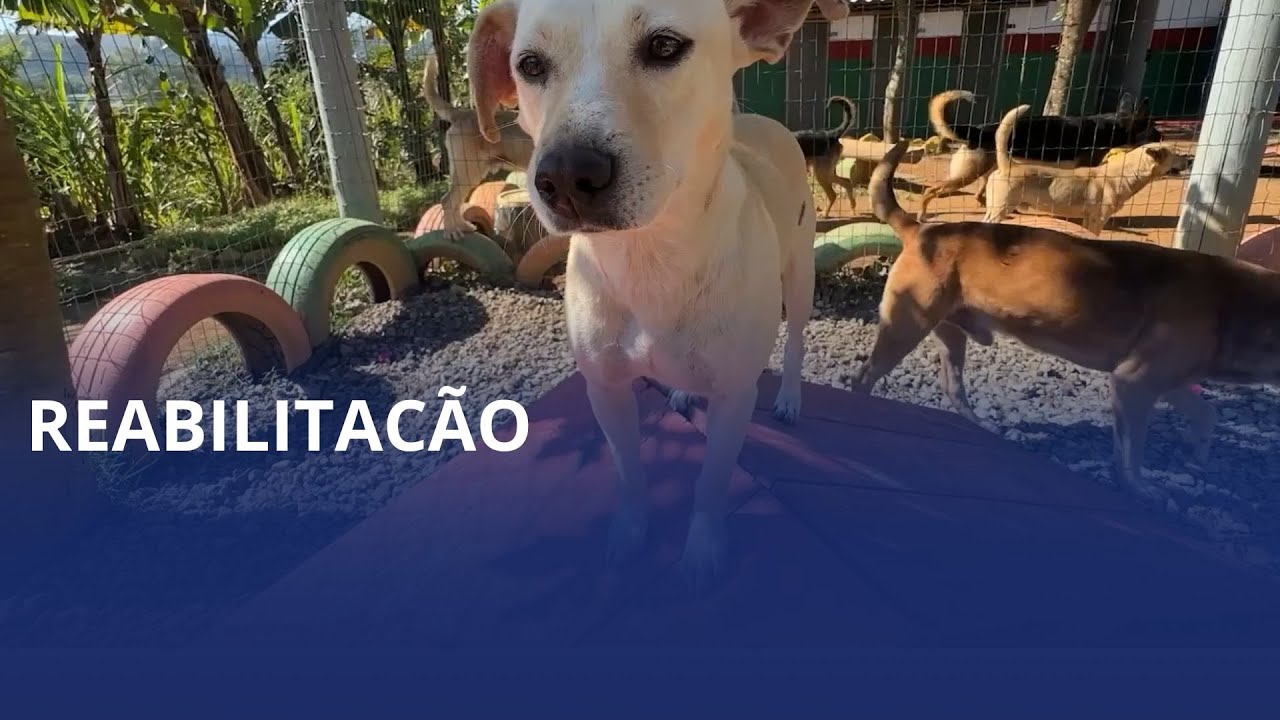 Programa catarinense que usa cães na ressocialização de apenados vira referência nacional