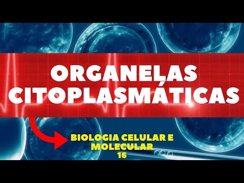 ORGANELAS CITOPLASMÁTICAS - GOLGI, RETÍCULOS, LISOSSOMOS, BIOLOGIA CELULAR E MOLECULAR - AULA 16