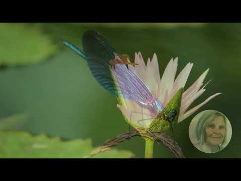 Das Krafttier Libelle