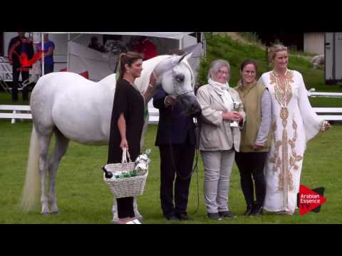 3RD  N.51 SZAKIRA - Scandinavian Open Championship 2017 - Senior Mares Championship (Class 37)