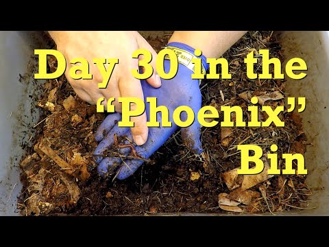 Should it be called Phoenix?, or Lazarus?.. or maybe Adam & Eve?? - worm farm vermicompost