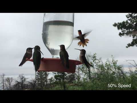 Hummingbirds of the Rocky Mountains