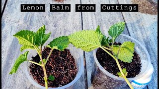 How to propagate Lemon Balm from Cuttings