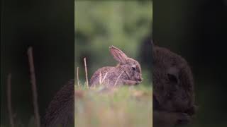 Animals Lovers status video | Nature Whatsapp Status | Cute Animals love status #animals #nature Animals Lovers status video | Nature Whatsapp Status | Cute Animals love status #animals #nature