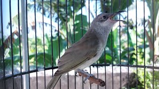 Download lagu Cucak Kombo Isian Kunti Tembakan Rapat Untuk Pancingan Kecial Kombok Bahan 59 mp3