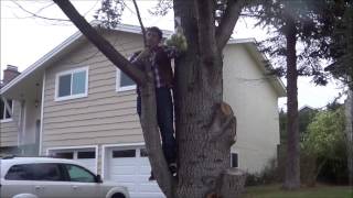 A Partridge in a Pear Tree