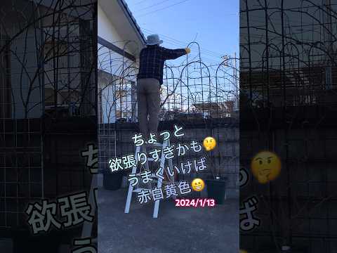 園芸 つるバラ メイランド