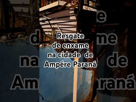 Resgate de enxame voador na cidade de Ampére Paraná #shorts