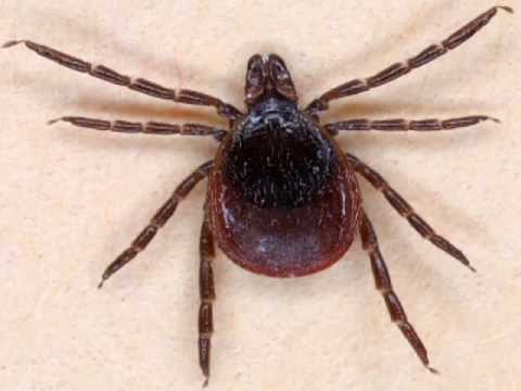 Ticks and Lyme Disease Prevention Tips