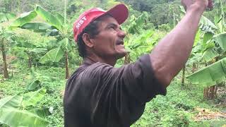 Quintal produtivo do agricultor José Carlos