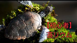 【初心者】コケテラリウムに初挑戦｜失敗と試行錯誤の記録