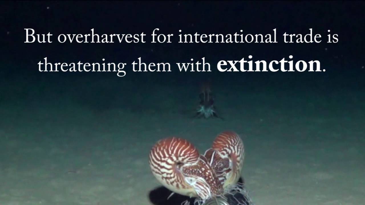 Nautilus Are Threatened With Extinction