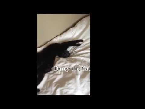 Darcy the Cat