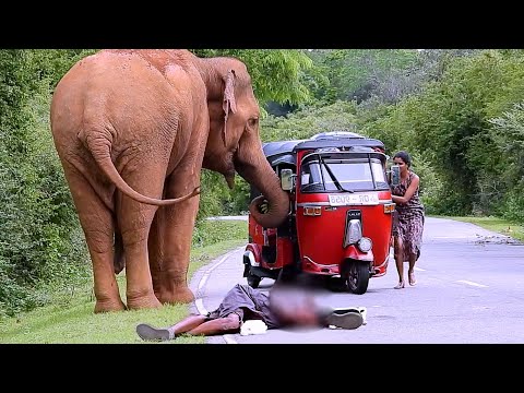 Wild elephants that make people mad #elephantattack