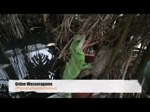 WIGA 1 / Grüne Wasseragame