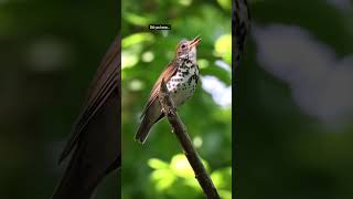 Download lagu Burung thrush kayu memiliki nyanyian yang menakjubkan! mp3 Download lagu Burung thrush kayu memiliki nyanyian yang menakjubkan! mp3