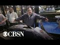 Bluefin Tuna Sells For A Record 3 1M In Tokyo Auction