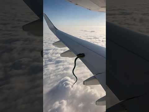 Snake came out from no where on flight wing 😱 | python on aeroplane | #snake #python #shorts