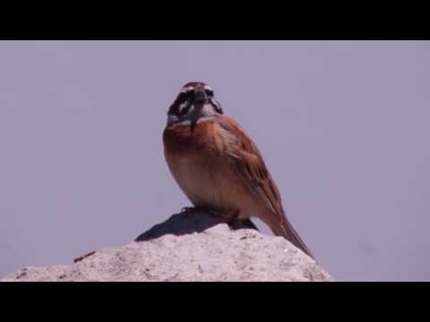 Strnádka hnedá (Emberiza cioides) — video o speve a chove