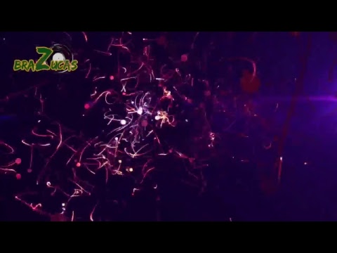 Brazucas Dj Tadeu ao Vivo