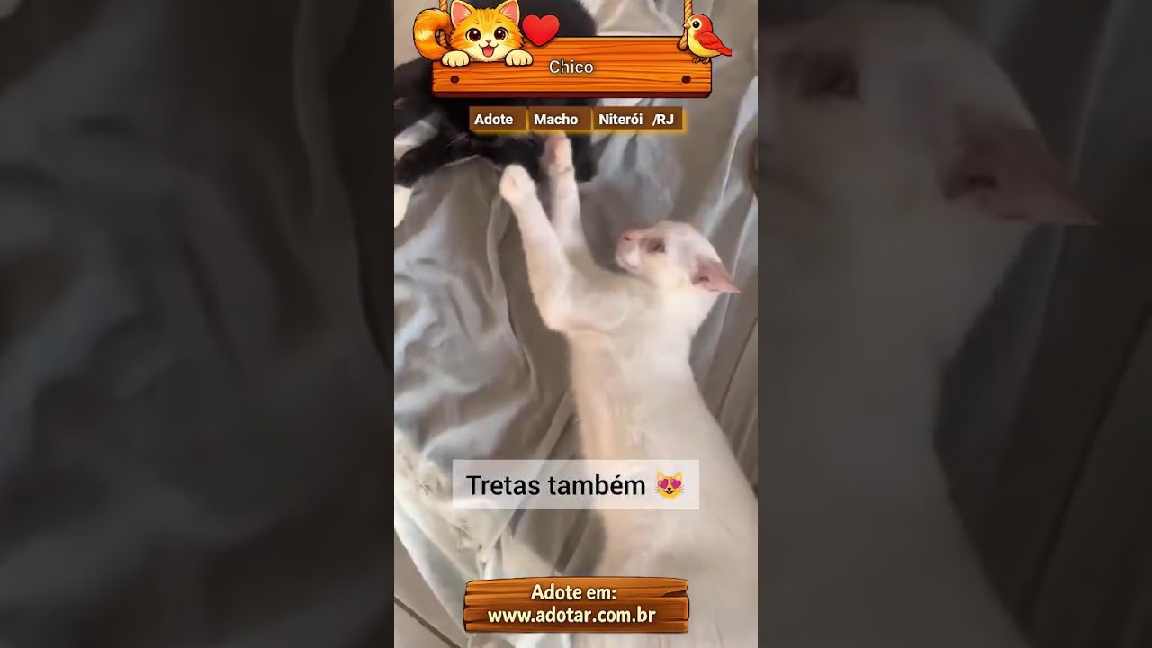 Gato raça SRD-ViraLata idade 2 a 6 meses nome Chico