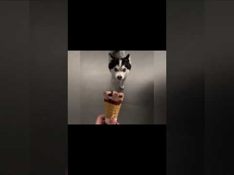 #HilariousAnimalAntics#GeniusOrInsane#catshorts#petshorts