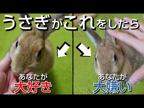 ウサギが私を好きかどうかはどうすればわかりますか?