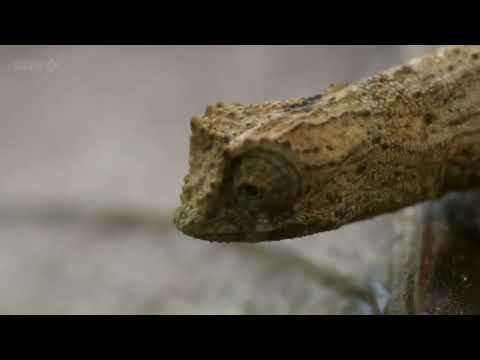 World's smallest chameleon - pygmy chameleon - Madagascar with David Attenborough