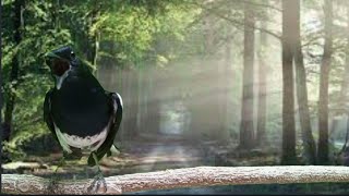 Download lagu Terapi stres kacer macet bunyi dengan suara kacer ngeplong saat hujan memanggil kacer untuk bunyi! mp3