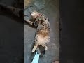Ginger Gray Tabby Cat Eman