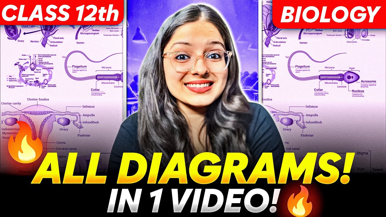 Biology All Diagrams in One Video🔥 | Diagram Based Questions| Class 12 Biology Board Exam 2025