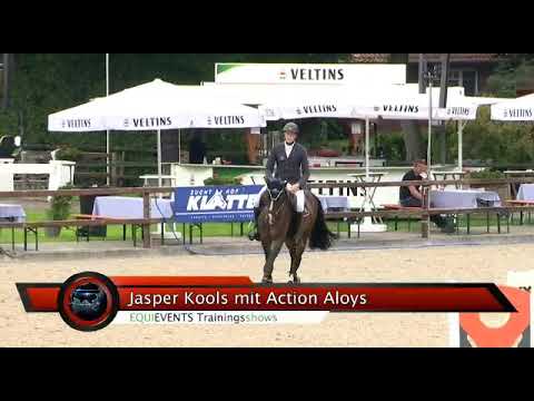 4yo gelding by Action Blue *sold to 🇩🇪*