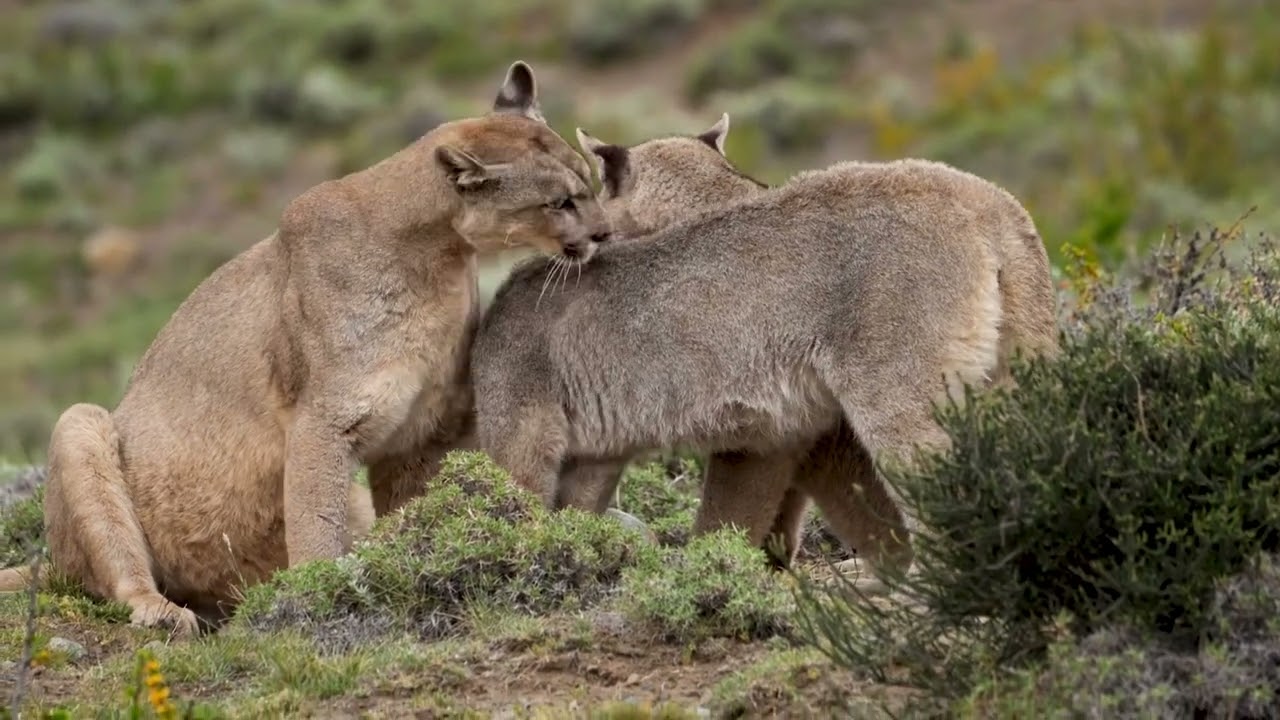 Lovely Puma family in Patagonia during our photo tour October 2022