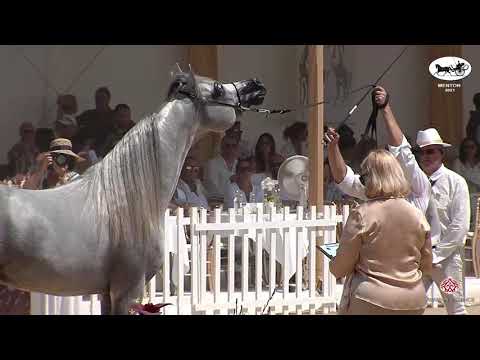 N 152 D SERAJ   Mediterranean and Arab Countries AHC   Menton 2021   Stallions 4 7 Years Old Class 9