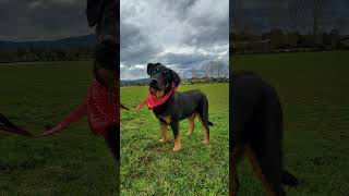 Video preview image #1 Labrottie Puppy For Sale in Fresno, CA, USA