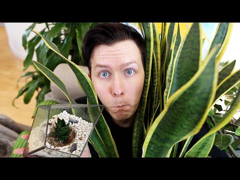 A Tour Of My Plants! (living and dead)