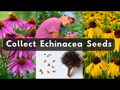 How To Collect Echinacea Coneflower Seeds 🌱 Harvest Store Save