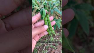 Download lagu Sayur kacang gude #hiris #kacanggude mp3 Download lagu Sayur kacang gude #hiris #kacanggude mp3