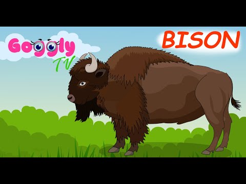 Bison Fun Facts for preschool kids | Animal series |Education and Entertainment |Cartoon Animation