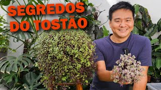 Miniatura do vídeo