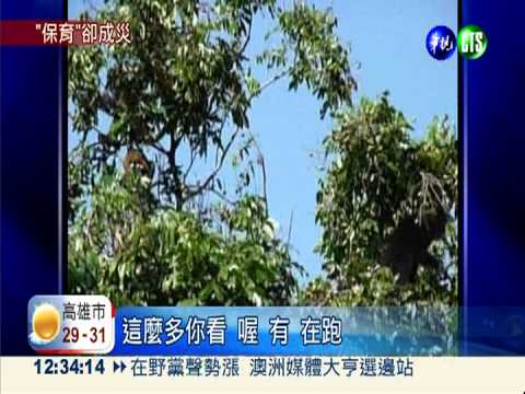 亂餵食寵壞潑猴 連累辛苦趕猴人