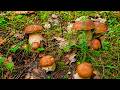 FUNGHI PORCINI 2026 🍄 | Forest ASMR King Boletes Hunt