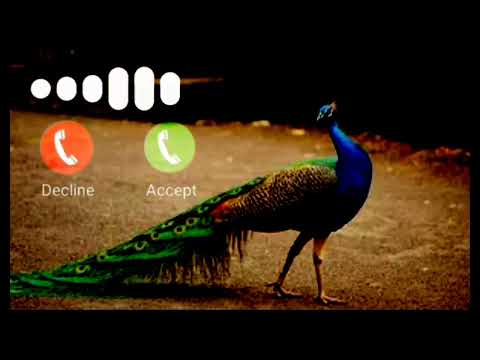 New ringtone 2022 | Mor , peacock ringtone, sms tone,flut tune #trending #ringtone