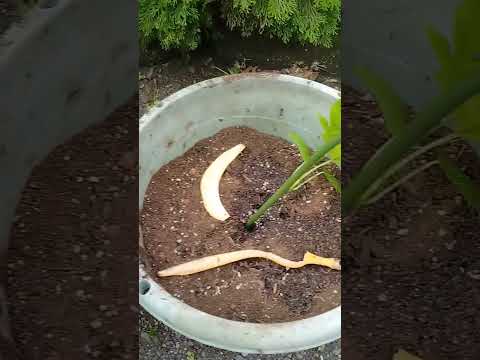 モグラ コオロギを防ぐ方法 苗を置く 卵の殻 生分解性カップ