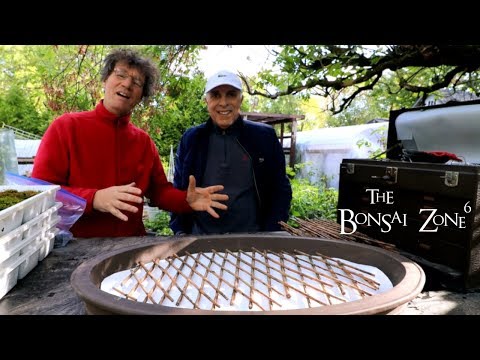 Creating a Birch Bonsai Forest, Part 1 The Bonsai Zone, Oct 2019