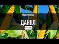 Насіння кукурудзи Данііл (ФАО 280) — трилінійний гібрид на зерно та силос