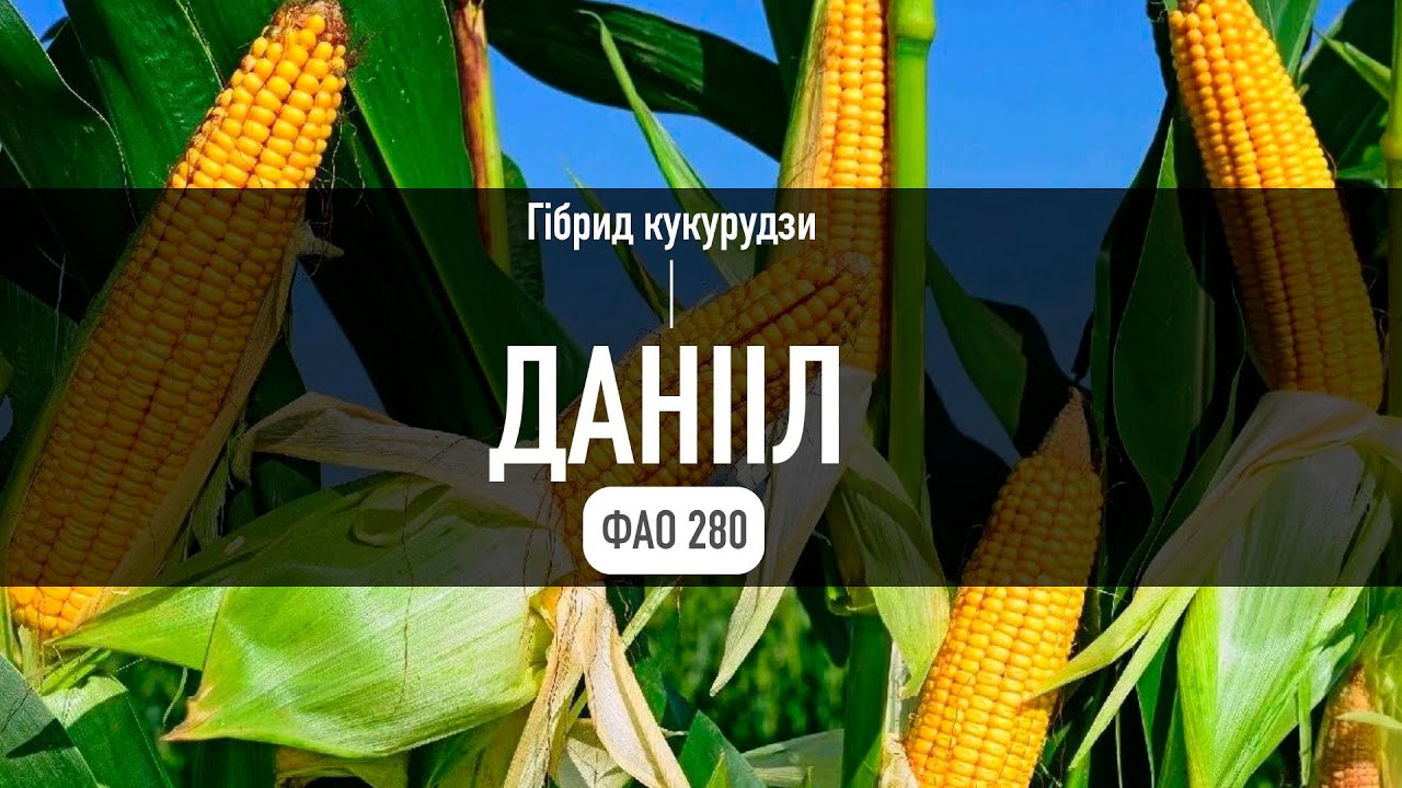 Насіння кукурудзи Данііл (ФАО 280) — трилінійний гібрид на зерно та силос
