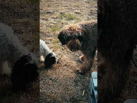 Lagotto Romagnolo puppy for sale